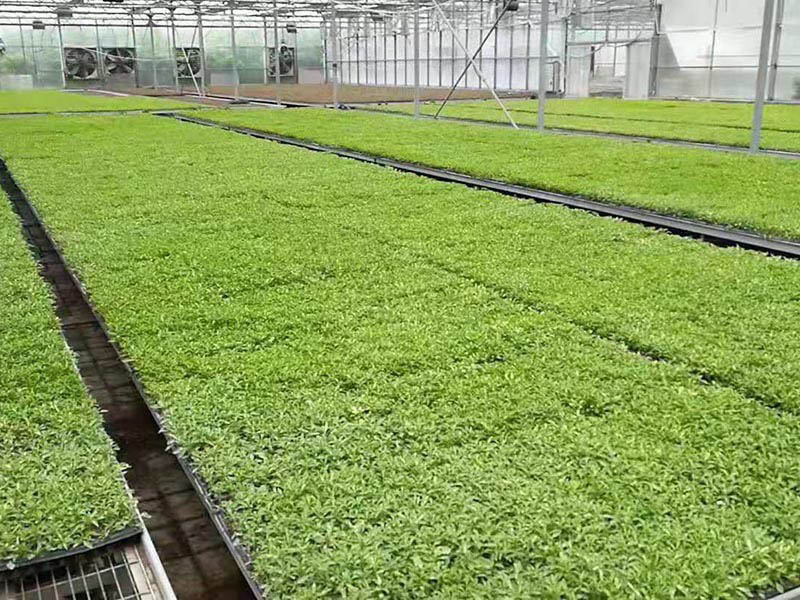 山東青州五色草種植批發基地